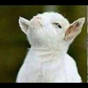 Meet your Posher, Samir